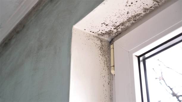 Best Crawl Space Mold Removal  in Mccordsville, IN