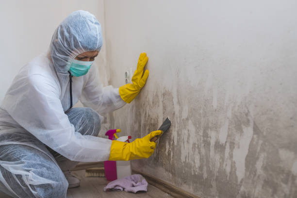 Best Affordable Mold Removal  in Mccordsville, IN