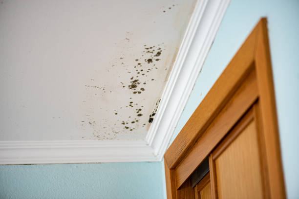Reliable Mccordsville, IN Mold Removal Solutions