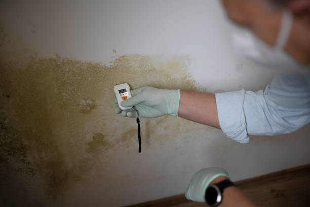 Best Office Mold Removal Services  in Mccordsville, IN