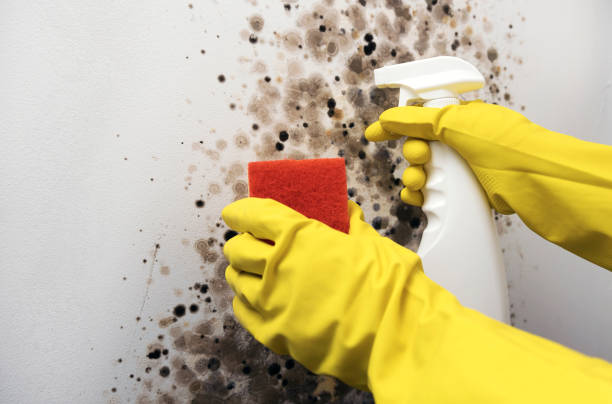 Best Mold Removal Near Me  in Mccordsville, IN