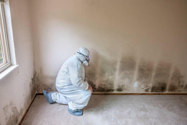 Best Toxic Mold Removal  in Mccordsville, IN