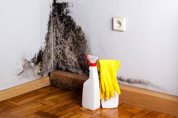 Best Commercial Mold Removal  in Mccordsville, IN
