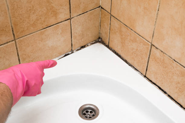 Best Mold Testing and Removal  in Mccordsville, IN